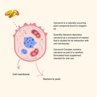 Carvacrol Complex - Oregano Oil
