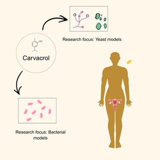 Carvacrol Complex - Oregano Oil